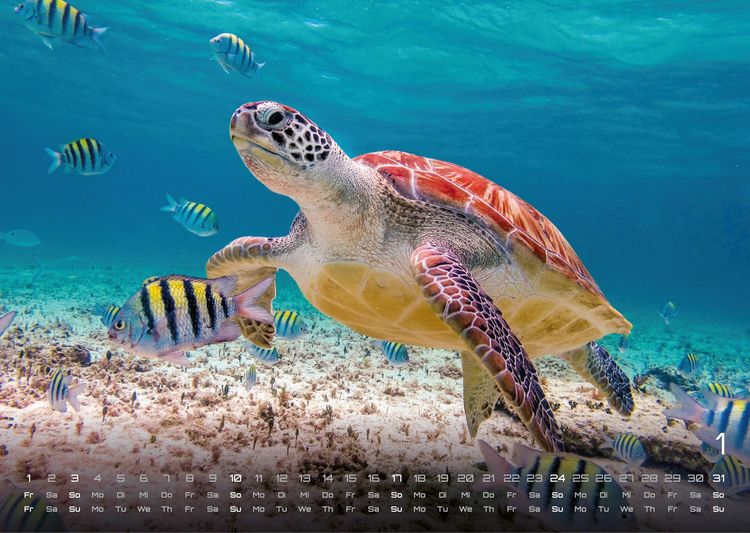 Produktbild: Sealife - verborgene Tiefen - 2027 - Kalender DIN A3