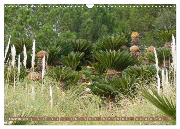 Produktbild: BOTANICACTUS Mallorcas Kakteengarten (Wandkalender 2026 DIN A3 quer), CALVENDO Monatskalender