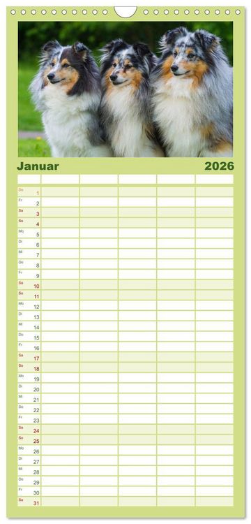 Produktbild: Familienplaner 2026 - Traumhund Sheltie mit 5 Spalten (Wandkalender, 21 x 45 cm) CALVENDO