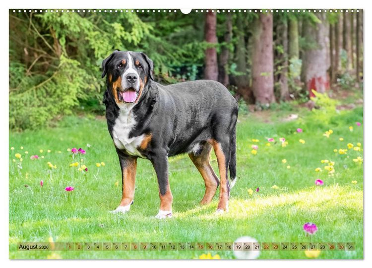 Produktbild: Schweizer Sennenhunde - Appenzeller - Berner - Entlebucher - Gro&szlig;e Schweizer (hochwertiger Premium Wandkalender 2026 DIN A2 quer), Kunstdruck in Hochglanz