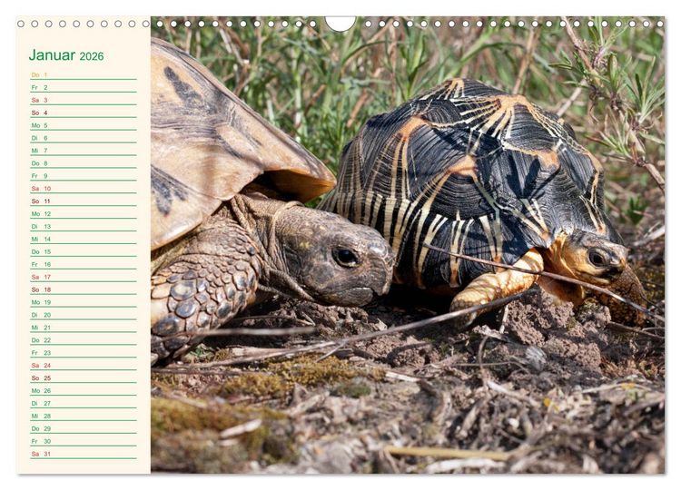Produktbild: Meine Schildkr&ouml;ten - Geburtstagskalender (Wandkalender 2026 DIN A3 quer), CALVENDO Monatskalender