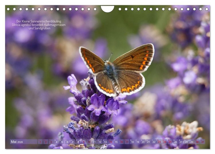 Produktbild: Frankens Insekten (Wandkalender 2026 DIN A4 quer), CALVENDO Monatskalender