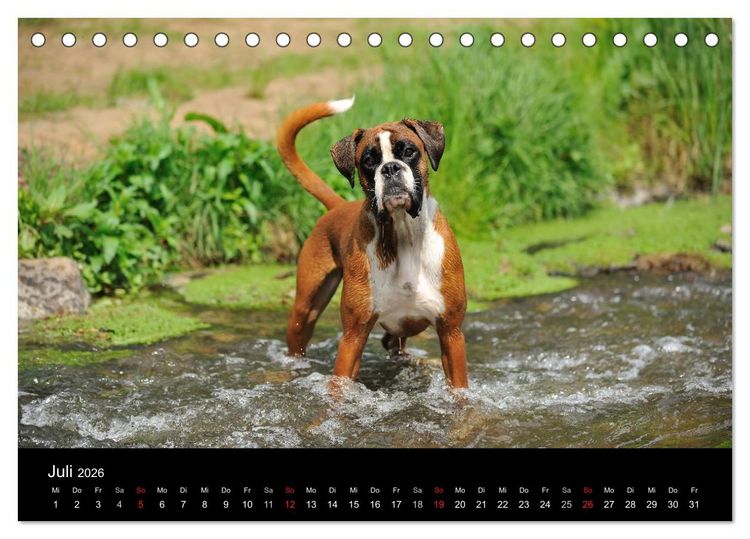 Produktbild: Boxer ? Was sonst ! (Tischkalender 2026 DIN A5 quer), CALVENDO Monatskalender