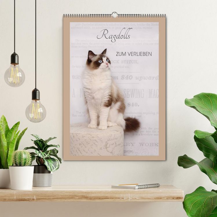 Produktbild: Ragdolls zum Verlieben (Wandkalender 2026 DIN A2 hoch), CALVENDO Monatskalender