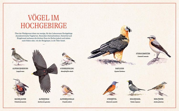 Produktbild: Unsere Vogelwelt