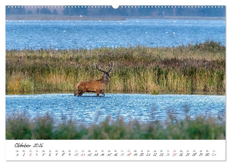 Produktbild: Mein Fischland! Unterwegs auf dem Dar&szlig; (Wandkalender 2026 DIN A2 quer), CALVENDO Monatskalender