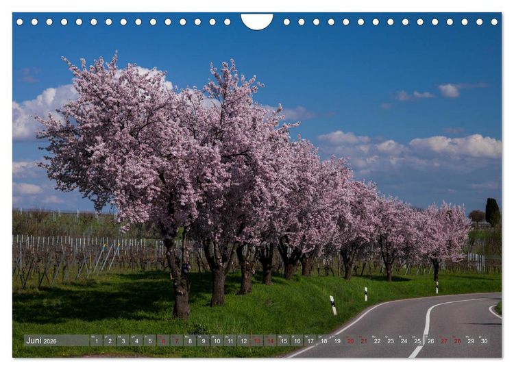 Produktbild: Weinland Pfalz - Region S&uuml;dliche Weinstra&szlig;e (Wandkalender 2026 DIN A4 quer), CALVENDO Monatskalender
