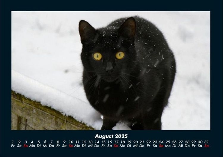 Produktbild: F&uuml;r Katzenfreunde 2025 Fotokalender DIN A4