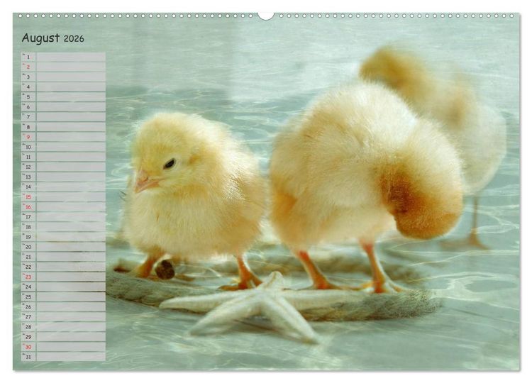 Produktbild: Tierisches aus der K&uuml;ken-Welt (Wandkalender 2026 DIN A2 quer), CALVENDO Monatskalender