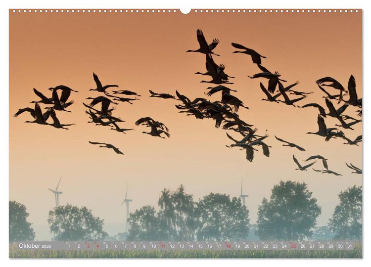 Produktbild: KranichRomantik (Wandkalender 2026 DIN A2 quer), CALVENDO Monatskalender