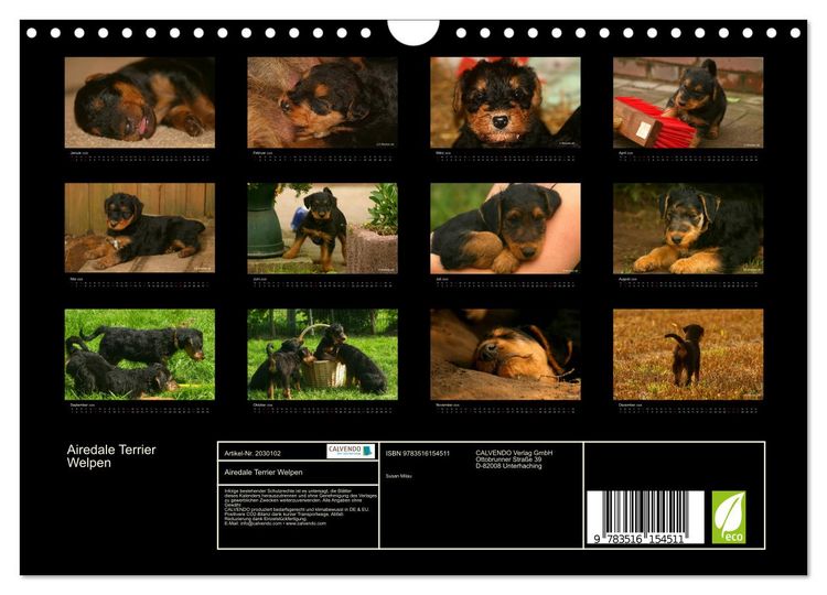 Produktbild: Airedale Terrier Welpen (Wandkalender 2026 DIN A4 quer), CALVENDO Monatskalender