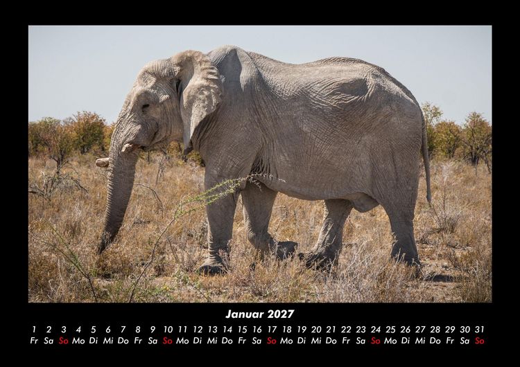 Produktbild: Der Elefantenkalender 2027 Fotokalender DIN A3