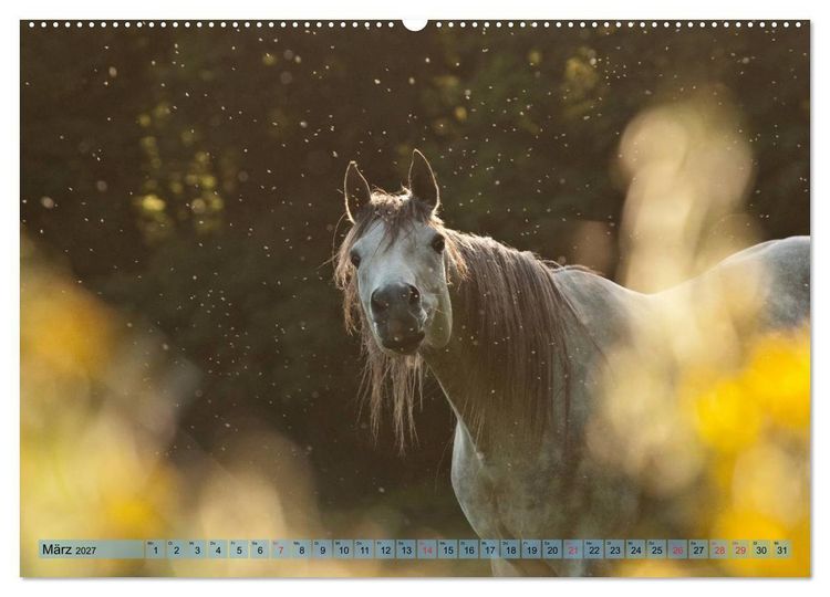 Produktbild: Lustiger Schimmel - ein Pferd mit Humor (hochwertiger Premium Wandkalender 2027 DIN A2 quer), Kunstdruck in Hochglanz