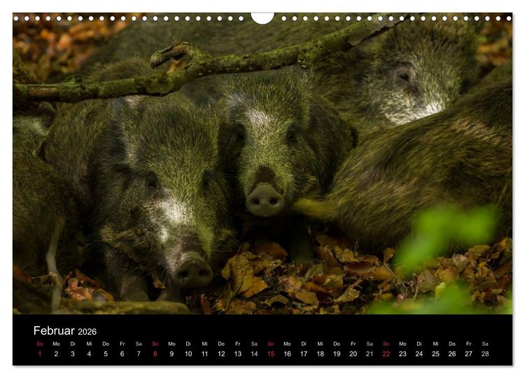 Produktbild: Wilde Wutzen. Das heimische Wildschwein (Wandkalender 2026 DIN A3 quer), CALVENDO Monatskalender