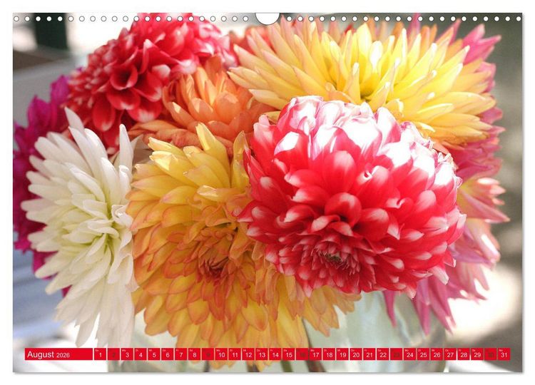 Produktbild: Wunderbare Dahlienwelt (Wandkalender 2026 DIN A3 quer), CALVENDO Monatskalender