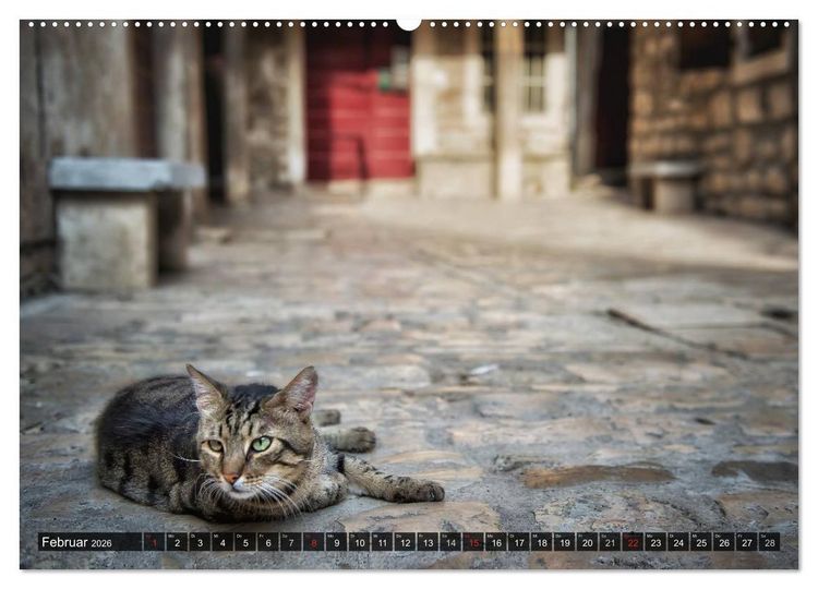 Produktbild: Die Katzen von Rovinj (Wandkalender 2026 DIN A2 quer), CALVENDO Monatskalender