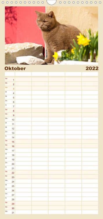 Produktbild: Familienplaner B&auml;rige Schmusetiger - Britisch Kurzhaar Katzen (Wandkalender 2022 , 21 cm x 45 cm, hoch)