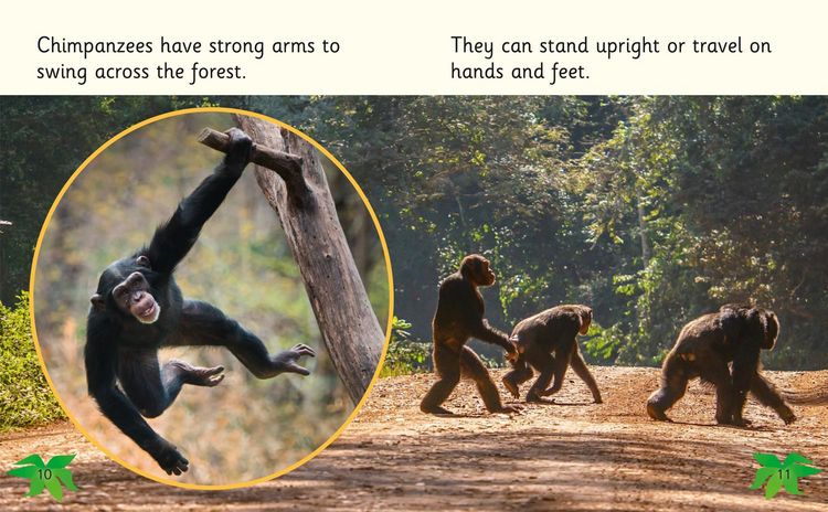 Produktbild: Chimpanzees