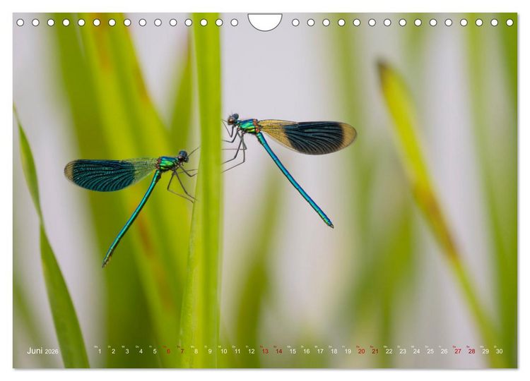 Produktbild: Naturwunder Libellen (Wandkalender 2026 DIN A4 quer), CALVENDO Monatskalender
