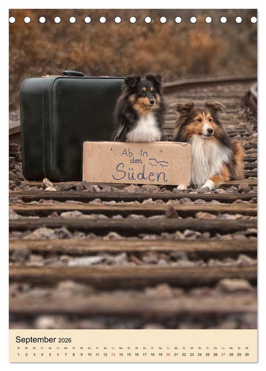 Produktbild: Mit Shelties durchs Jahr (Tischkalender 2026 DIN A5 hoch), CALVENDO Monatskalender