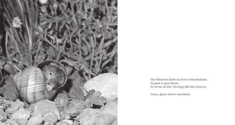 Produktbild: Das Apfelm&auml;uschen (Pappbilderbuch)