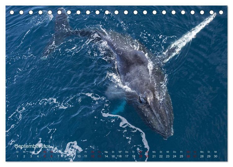 Produktbild: Antarktis, die eisige Heimat der Pinguine (Tischkalender 2026 DIN A5 quer), CALVENDO Monatskalender