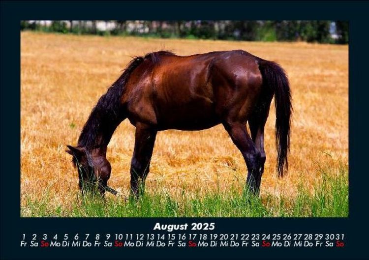 Produktbild: Pferdetraum 2025 Fotokalender DIN A5