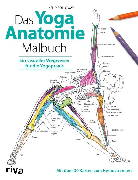 Produktbild: Das Yoga-Anatomie-Malbuch