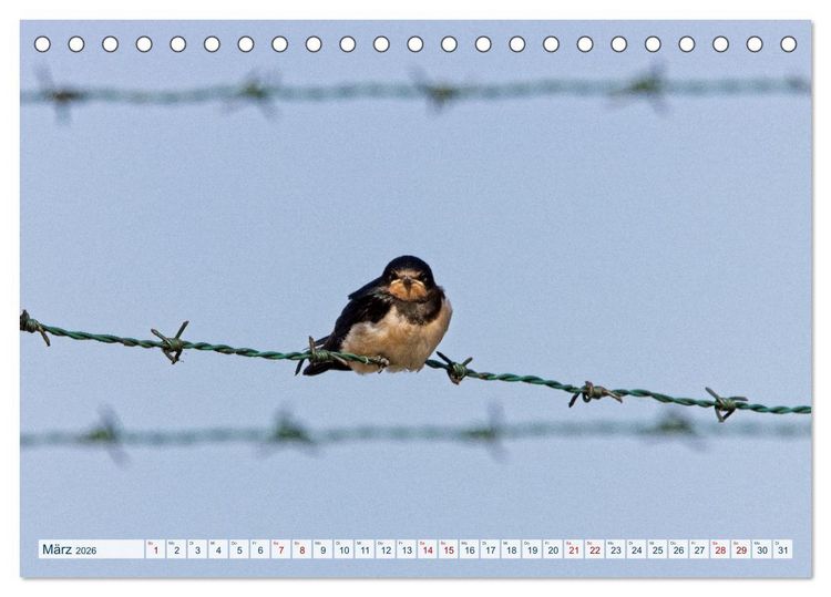 Produktbild: Rauchschwalben - Boten des Sommers (Tischkalender 2026 DIN A5 quer), CALVENDO Monatskalender