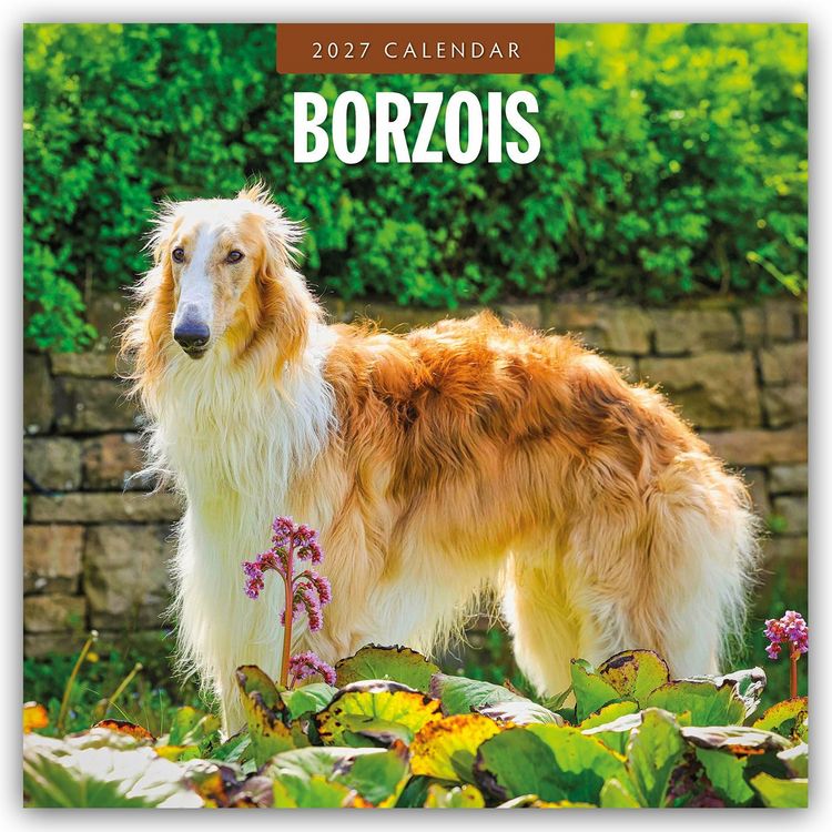 Produktbild: Borzois &ndash; Barsoi &ndash; Barzaia &ndash; Russischer Wolfshund 2027 &ndash; 16-Monatskalender