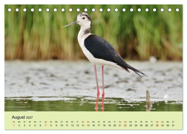 Produktbild: Flamingo und Co - Faszinierende Vogelwelt S&uuml;dfrankreichs (Tischkalender 2027 DIN A5 quer), CALVENDO Monatskalender