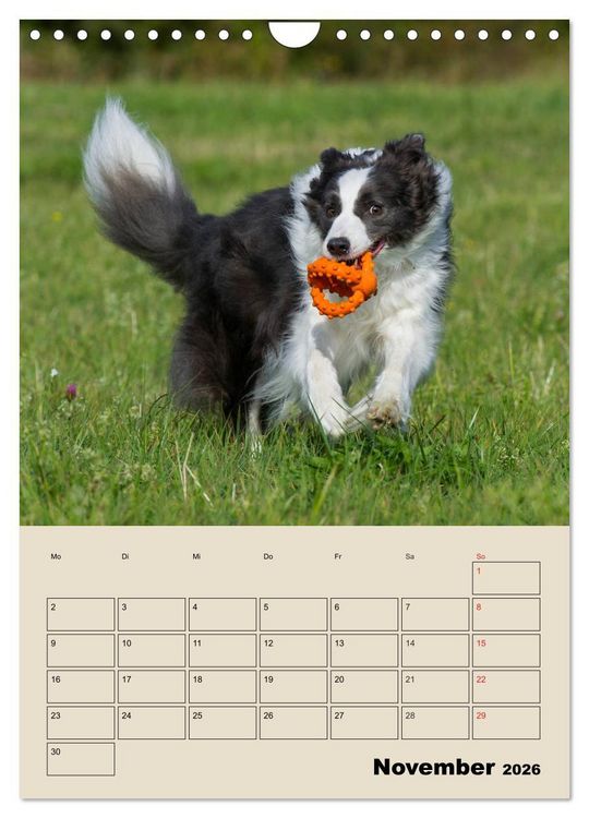 Produktbild: Border Collie - Ein Familienplaner (Wandkalender 2026 DIN A4 hoch), CALVENDO Monatskalender