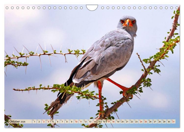 Produktbild: Afrikas Vogelwelt 2026 (Wandkalender 2026 DIN A4 quer), CALVENDO Monatskalender