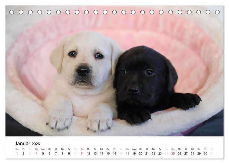 Produktbild: Labrador Welpen (Tischkalender 2026 DIN A5 quer), CALVENDO Monatskalender