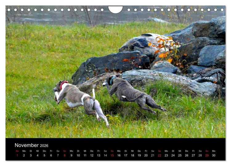 Produktbild: Whippets in Aktion (Wandkalender 2026 DIN A4 quer), CALVENDO Monatskalender