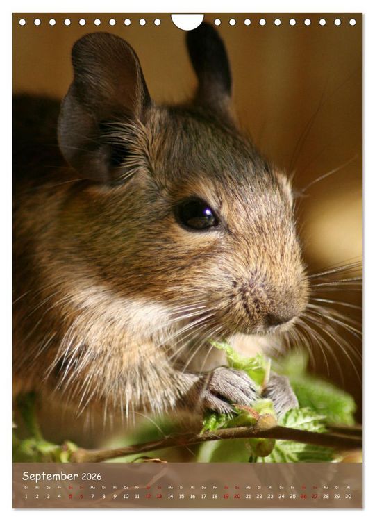 Produktbild: Degus - Winzlinge mit gro&szlig;em Herz (Wandkalender 2026 DIN A4 hoch), CALVENDO Monatskalender