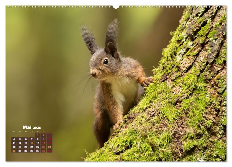 Produktbild: Das Eurasische Eichh&ouml;rnchen - Kunterbuntes Waldtreiben (hochwertiger Premium Wandkalender 2026 DIN A2 quer), Kunstdruck in Hochglanz