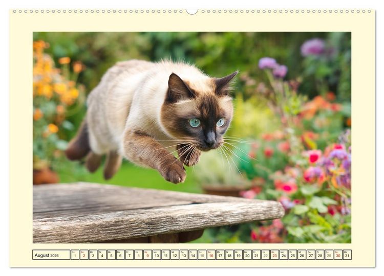 Produktbild: Edle Siamkatzen. Anmut und Charakter im Spiel mit der Natur (Wandkalender 2026 DIN A2 quer), CALVENDO Monatskalender