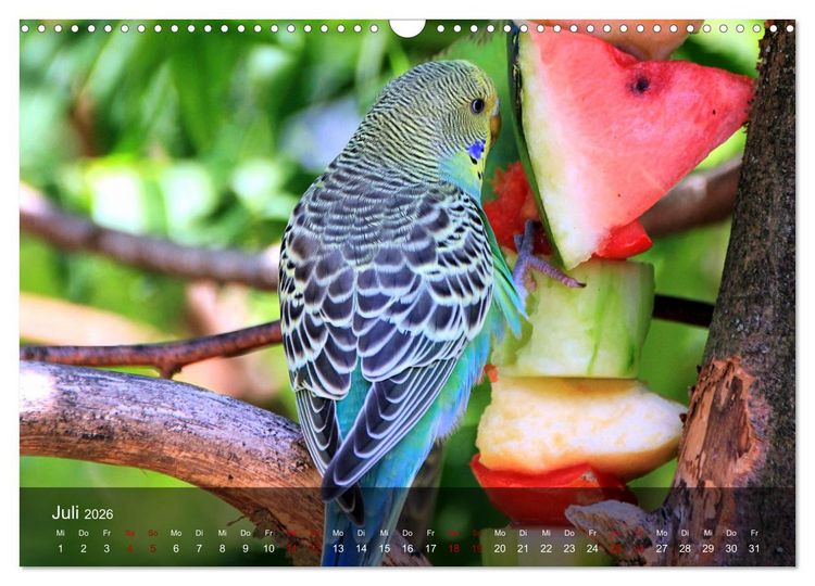 Produktbild: Wellensittiche - gesellige Freunde (Wandkalender 2026 DIN A3 quer), CALVENDO Monatskalender