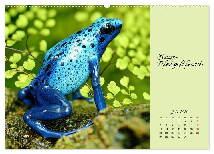 Produktbild: Heimische und exotische Amphibien (Wandkalender 2026 DIN A2 quer), CALVENDO Monatskalender