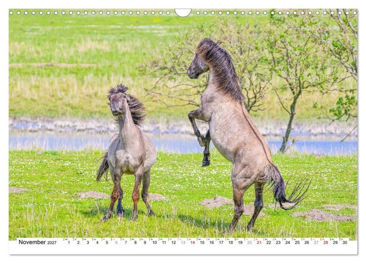 Produktbild: Ein Herz f&uuml;r Wildpferde (Wandkalender 2027 DIN A3 quer), CALVENDO Monatskalender
