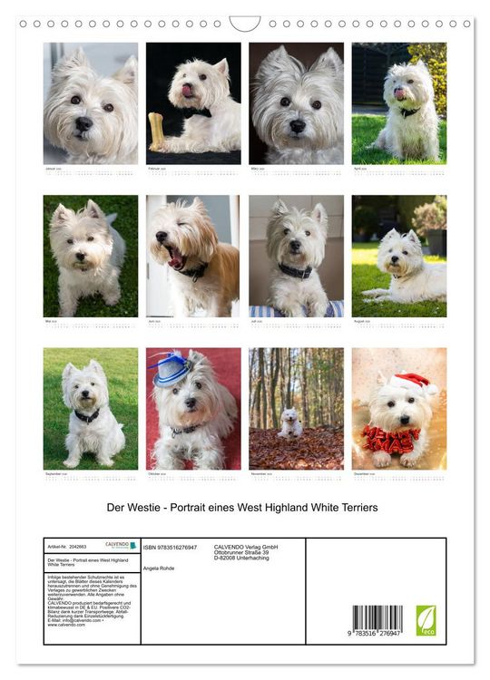 Produktbild: Der Westie - Portrait eines West Highland White Terriers (Wandkalender 2026 DIN A3 hoch), CALVENDO Monatskalender