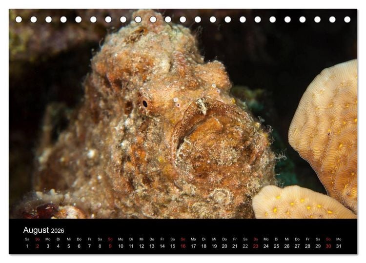 Produktbild: Abgetaucht - an den K&uuml;sten vor Cura&ccedil;ao (Tischkalender 2026 DIN A5 quer), CALVENDO Monatskalender