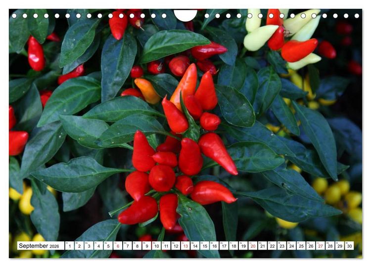 Produktbild: F&uuml;r Chili Liebhaber (Wandkalender 2026 DIN A4 quer), CALVENDO Monatskalender