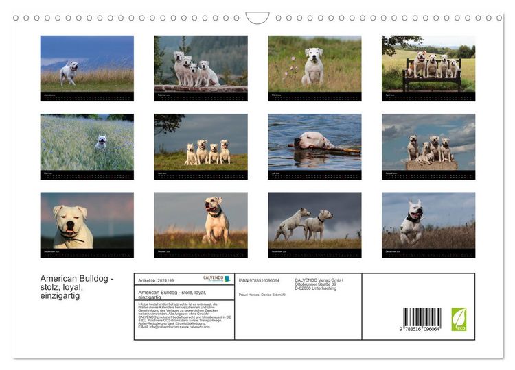 Produktbild: American Bulldog - stolz, loyal, einzigartig (Wandkalender 2026 DIN A3 quer), CALVENDO Monatskalender