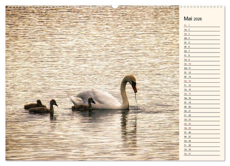 Produktbild: Schwanenzauber (hochwertiger Premium Wandkalender 2026 DIN A2 quer), Kunstdruck in Hochglanz