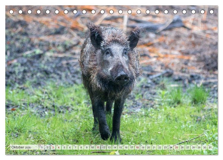 Produktbild: Wildschweine - Im Schatten des Waldes (Tischkalender 2026 DIN A5 quer), CALVENDO Monatskalender
