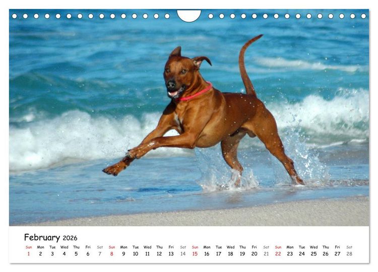 Produktbild: Rhodesian Ridgebacks (Wall Calendar 2026 DIN A4 landscape), CALVENDO 12 Month Wall Calendar