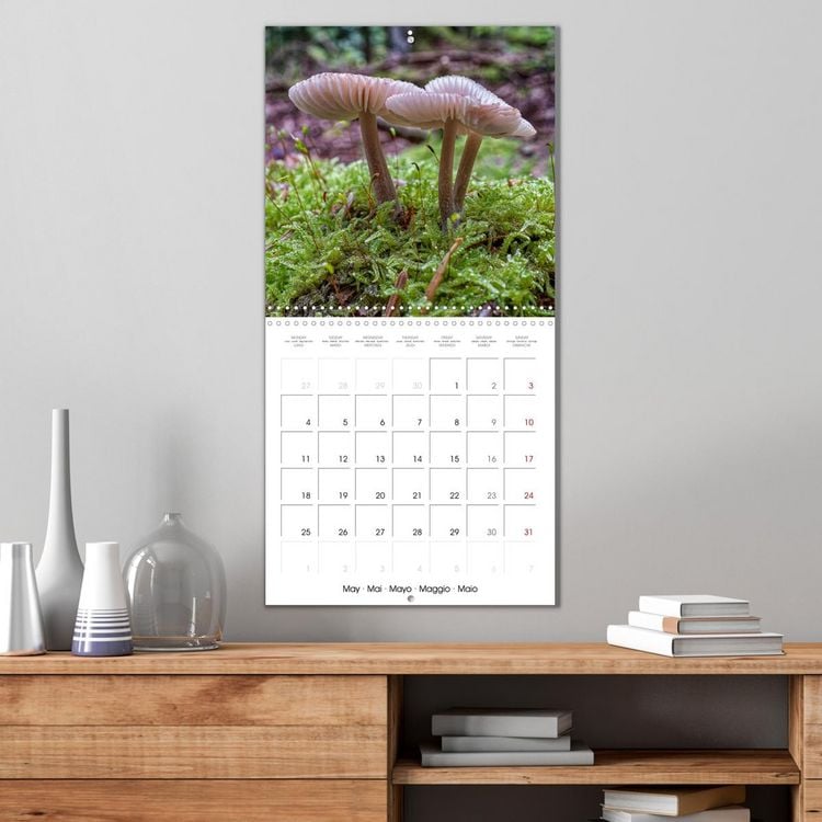 Produktbild: Champignons grignot&eacute;s (Calendrier mural carr&eacute; 2026 30x30 cm) Calendrier double avec une page pour vos prises de notes