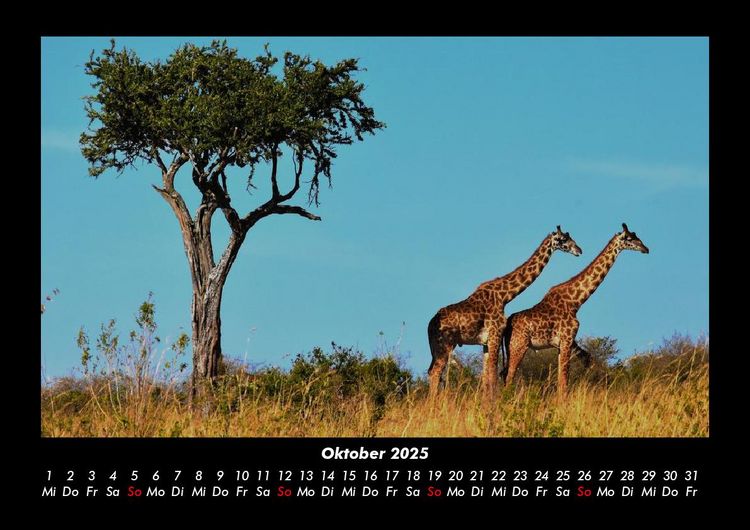 Produktbild: Giraffen 2025 Fotokalender DIN A3